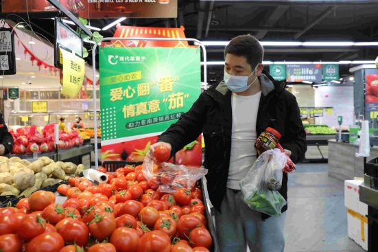 乡村振兴创新助力新模式：现代菜篮子红色菜盟“解困”温州滞销番茄