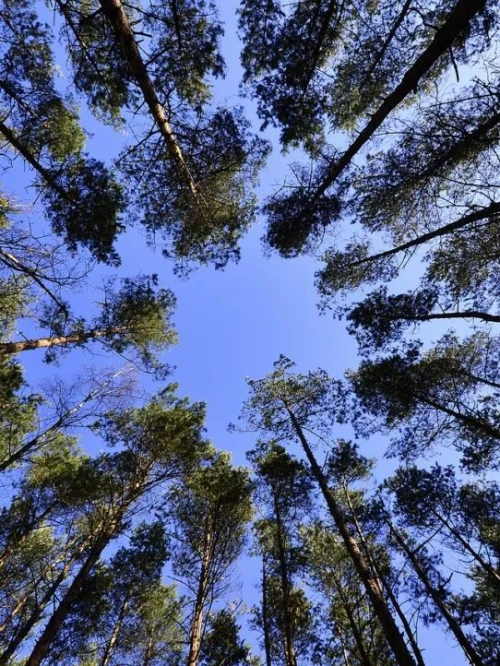 ENF级赏心「悦木」丨三层杉木芯材，实木清新自然！