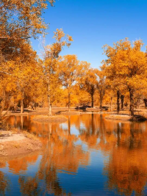 「2025秋季花色新宠」千年舟把秋日森林的温暖搬进家！