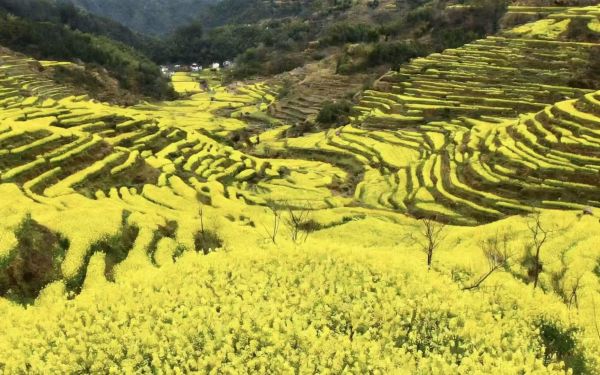 四川榨油机厂家如何助力乡村振兴：智能化设备与产业闭环方案